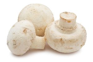 Button Mushroom