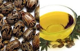 Castor Seeds & Oil