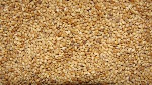 foxtail millets