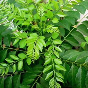 Fresh Curry Leaves