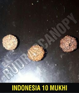 10 Mukhi Indonesia Rudraksha