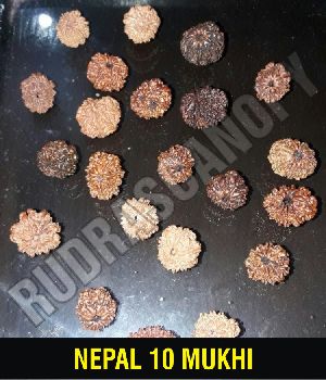 10 Mukhi Nepal Rudraksha