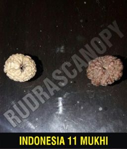 11 Mukhi Indonesian Rudraksha