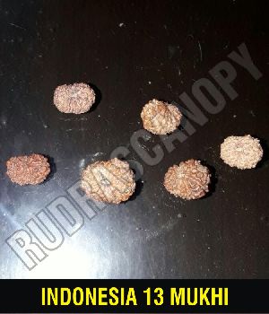 13 Mukhi Indonesian Rudraksha