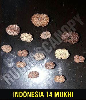 14 Mukhi Indonesia Rudraksha