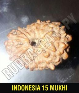15 Mukhi Indonesia Rudraksha