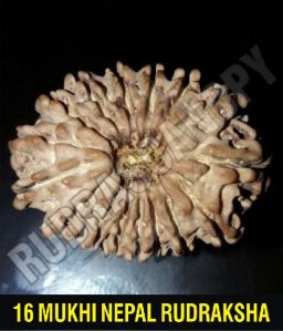 16 Mukhi Nepal Rudraksha