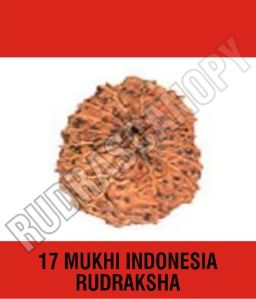 17 Mukhi Indonesia Rudraksha
