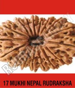 17 Mukhi Nepal Rudraksha