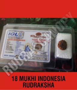 18 Mukhi Indonesia Rudraksha