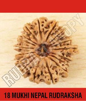 18 Mukhi Nepal Rudraksha