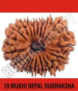 19 Mukhi Nepal Rudraksha