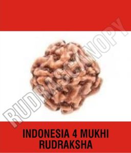 4 Mukhi Indonesia Rudraksha