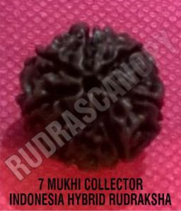 7 Mukhi Rudraksha