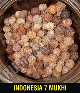 7 Mukhi Indonesian Rudraksha
