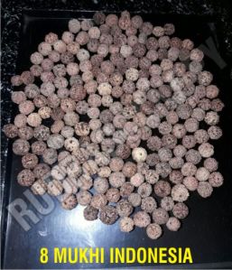 8 Mukhi Indonesian Rudraksha