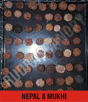 8 Mukhi Nepal Rudraksha