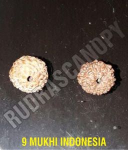 9 Mukhi Indonesian Rudraksha