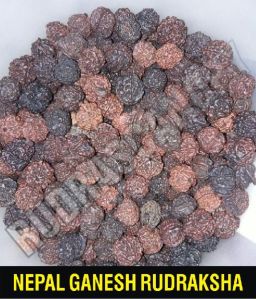 Nepal Ganesh Rudraksha