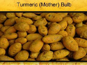 Turmeric Bulb