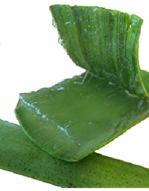 Aloe Vera Leaves