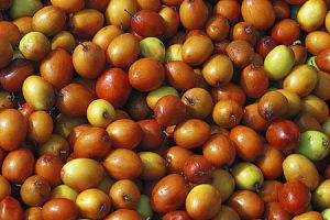 Fresh Jujube