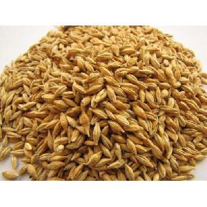 Natural Barley Grain