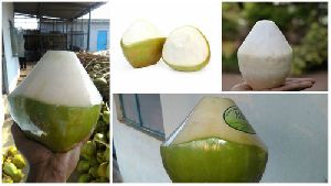 trimmed tender coconut