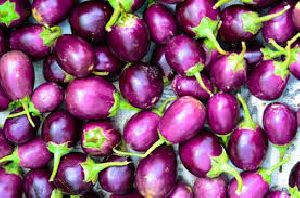 Fresh Brinjal