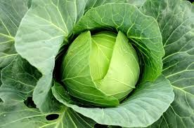 Fresh Cabbage