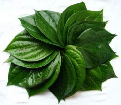 Fresh Betel Leaves