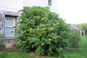 Common Fig Plants