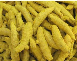 Raw Turmeric Finger