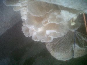 Oyster Fresh Mushroom