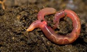 Agricultural Earthworms