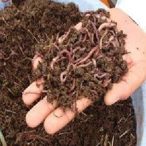 agricultural vermicompost