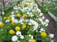 floriculture plants