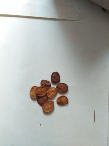 Seeds