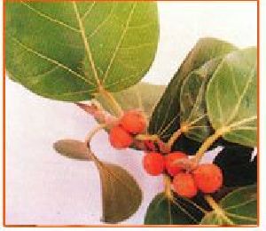 Ficus Benghalensis Seeds