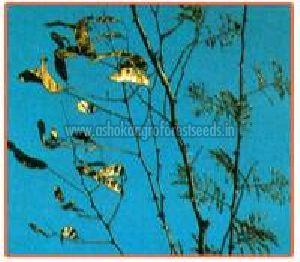 Acacia Catechu Plant