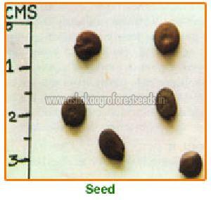 Acacia Chundra Seeds