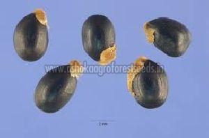 Acacia Ferruginea Seeds