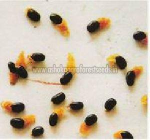 Acacia Mangium Seeds