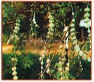 Acacia Nilotica Plant