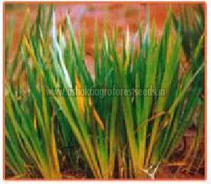 Acorus Calamus Plant