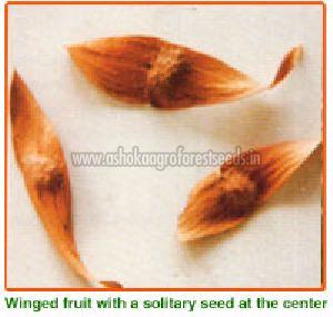 Ailanthus Excelsa Seeds
