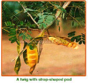 Albizia Lebbeck Seeds