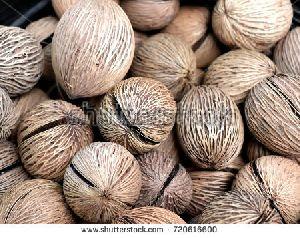 Alstonia Scholaris Seeds