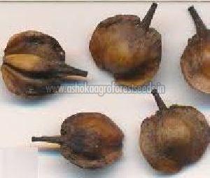 Anogeissus Latifolia Seeds