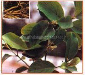 Decalepis Hamiltonii Plant
